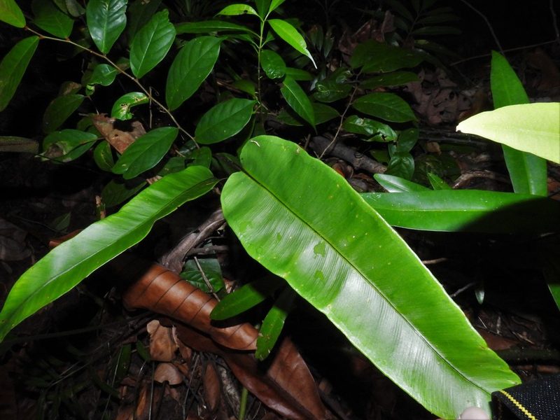 Syngramma alismifolia, photographed by Samuel Lee
