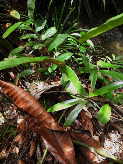 Syngramma alismifolia, photographed by Samuel Lee