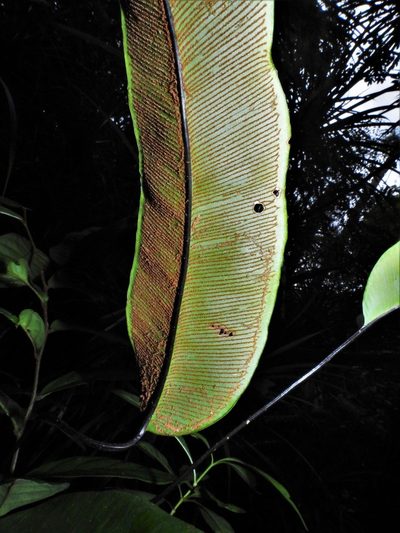 Syngramma alismifolia, photographed by Samuel Lee