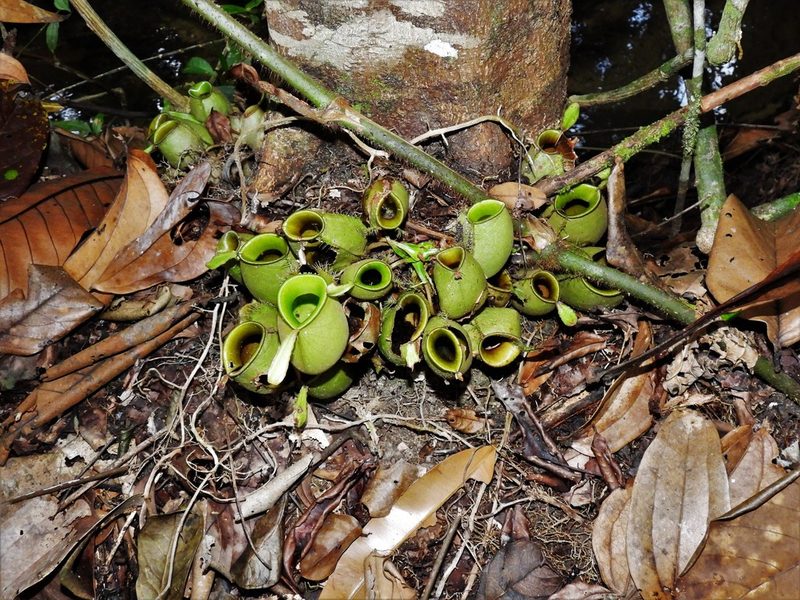 Nepenthes ampullaria, photographed by Samuel Lee