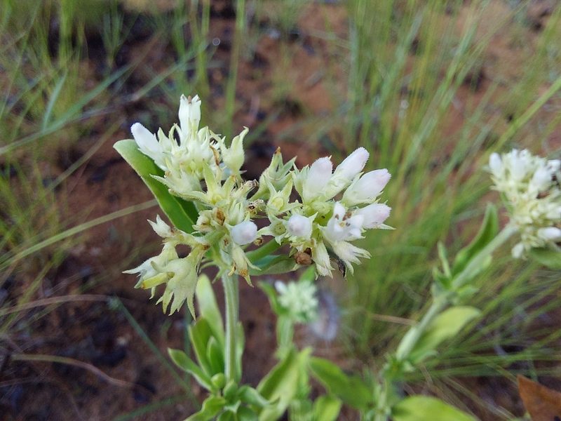 Agathisanthemum bojeri, photographed by Manuel R Popp