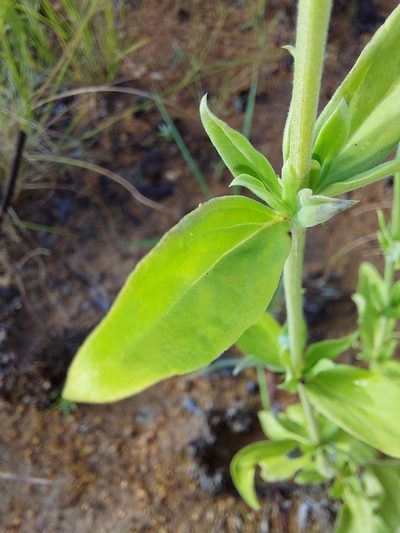 Agathisanthemum bojeri, photographed by Manuel R Popp