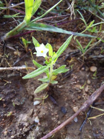 Euploca strigosa, photographed by Manuel R Popp
