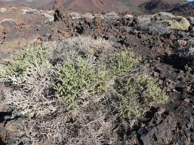 Adenocarpus viscosus, photographed by Valentin Moser