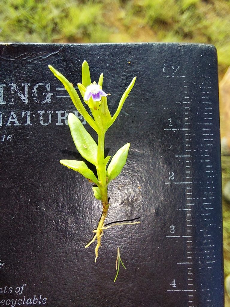 Crepidorhopalon spicatus, photographed by Manuel R Popp