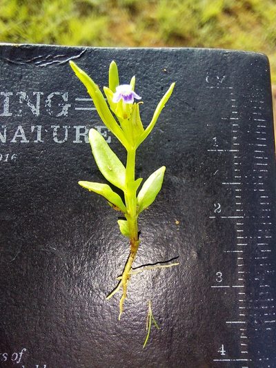 Crepidorhopalon spicatus, photographed by Manuel R Popp