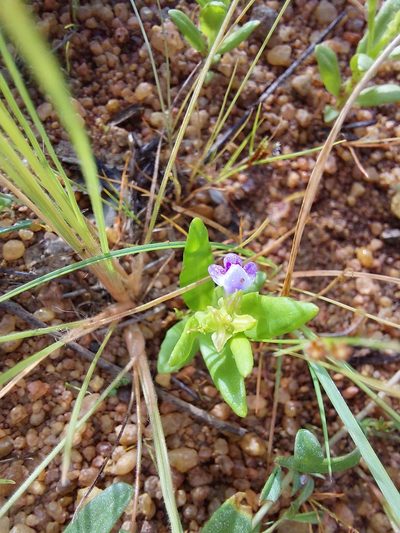 Crepidorhopalon spicatus, photographed by Manuel R Popp