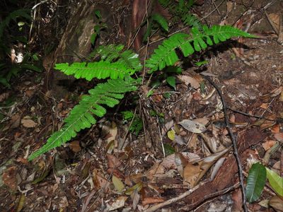Sphaeropteris squamulata, photographed by Samuel Lee
