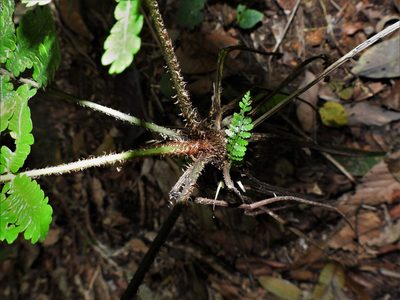 Sphaeropteris squamulata, photographed by Samuel Lee