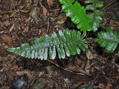 Sphaeropteris squamulata, photographed by Samuel Lee