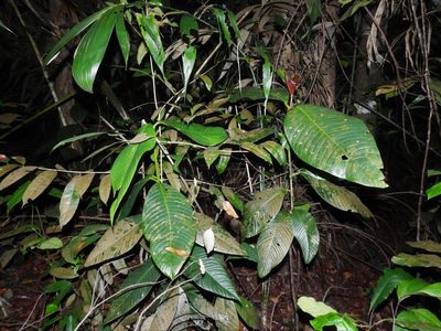 Garcinia griffithii, photographed by Samuel Lee
