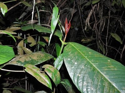 Garcinia griffithii, photographed by Samuel Lee