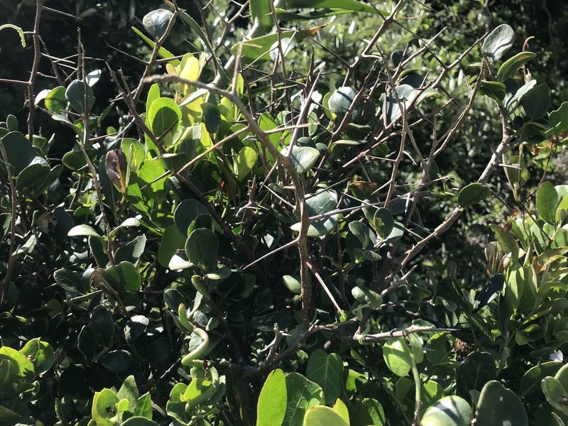 Dovyalis rotundifolia, photographed by Andrew Gillespie