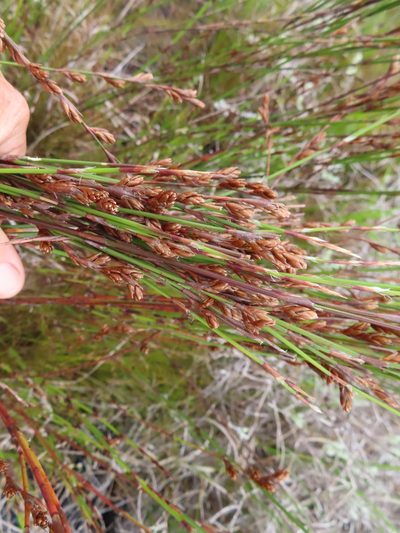 Restio multiflorus, photographed by linkie