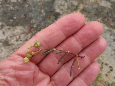 Spergularia media, photographed by linkie