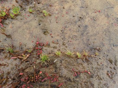 Isolepis rubicunda, photographed by linkie
