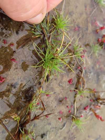 Isolepis rubicunda, photographed by linkie