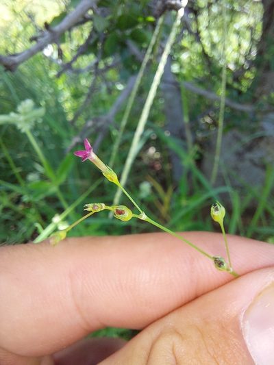 Cordylostigma virgatum, photographed by Manuel R Popp