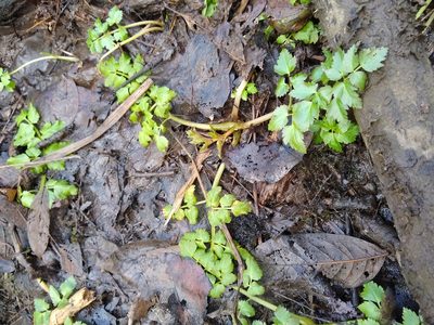 Oenanthe sarmentosa, photographed by Sean Haight