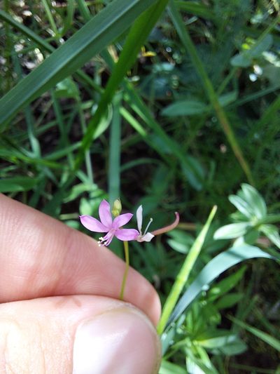 Cleome macrophylla, photographed by Manuel R Popp