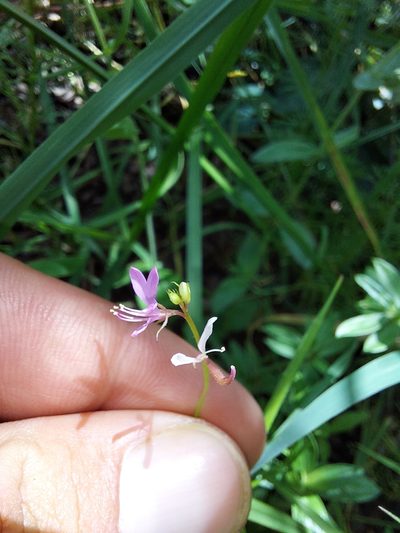 Cleome macrophylla, photographed by Manuel R Popp