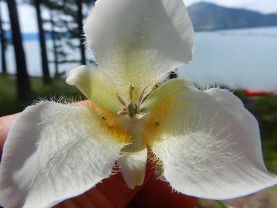 Calochortus apiculatus, photographed by Matt Lavin
