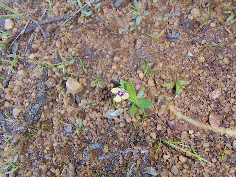 Crepidorhopalon debilis, photographed by Manuel R Popp