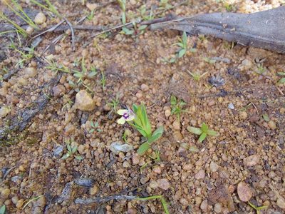 Crepidorhopalon debilis, photographed by Manuel R Popp