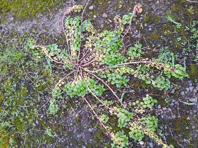 Mentha pulegium, photographed by Sean Haight