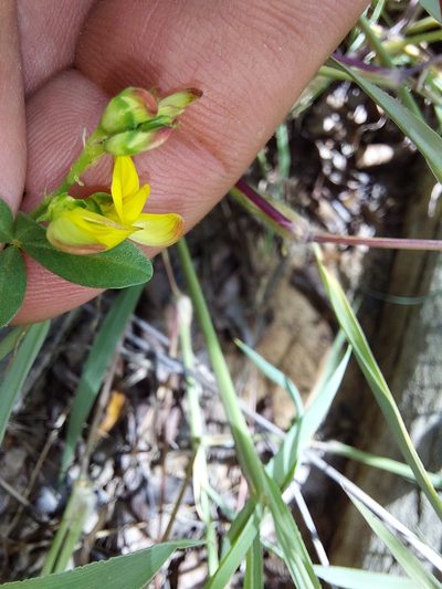 Listia heterophylla, photographed by Manuel R Popp