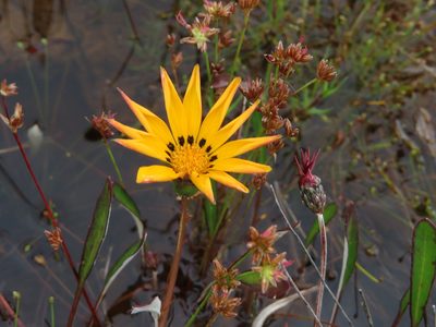 Arctotheca forbesiana, photographed by linkie