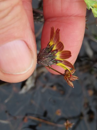 Arctotheca forbesiana, photographed by linkie