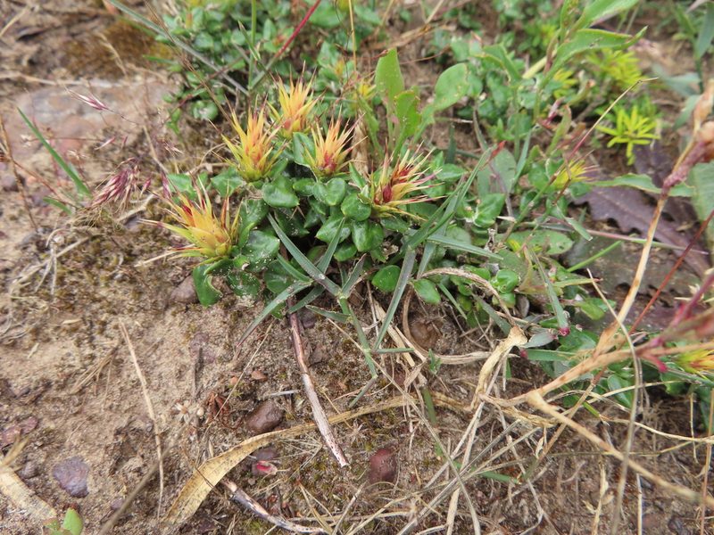 Macledium latifolium, photographed by linkie