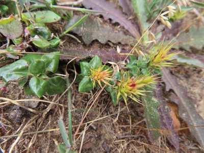 Macledium latifolium, photographed by linkie