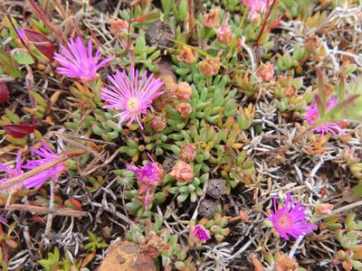 Lampranthus debilis, photographed by linkie