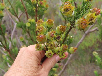 Leucadendron laxum, photographed by linkie