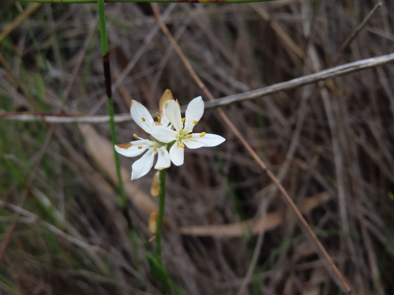 Wurmbea punctata, photographed by linkie