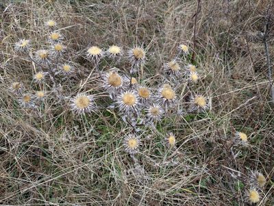 Carlina vulgaris, photographed by Michel Langeveld