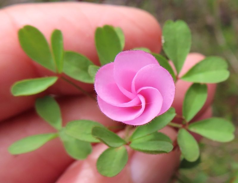 Oxalis multicaulis, photographed by linkie
