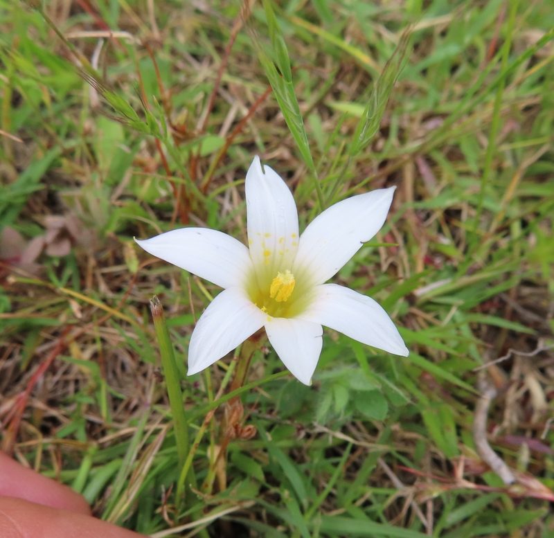 Romulea flava, photographed by linkie