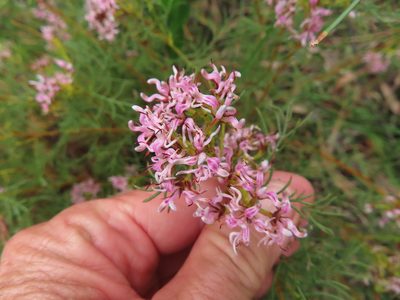 Serruria bolusii, photographed by linkie