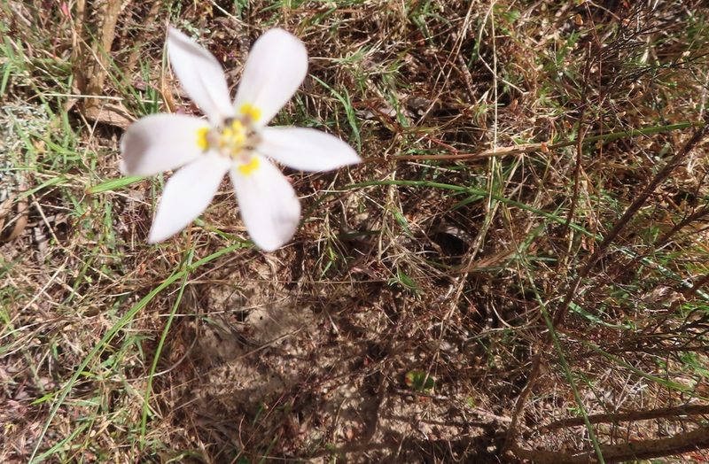 Moraea elsiae, photographed by linkie