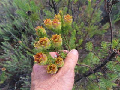 Leucadendron laxum, photographed by linkie