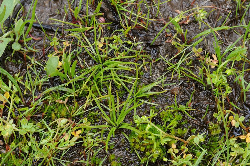 Isoetes minima, photographed by Timothy McNitt