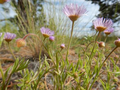 Erigeron pumilus, photographed by Matt Lavin