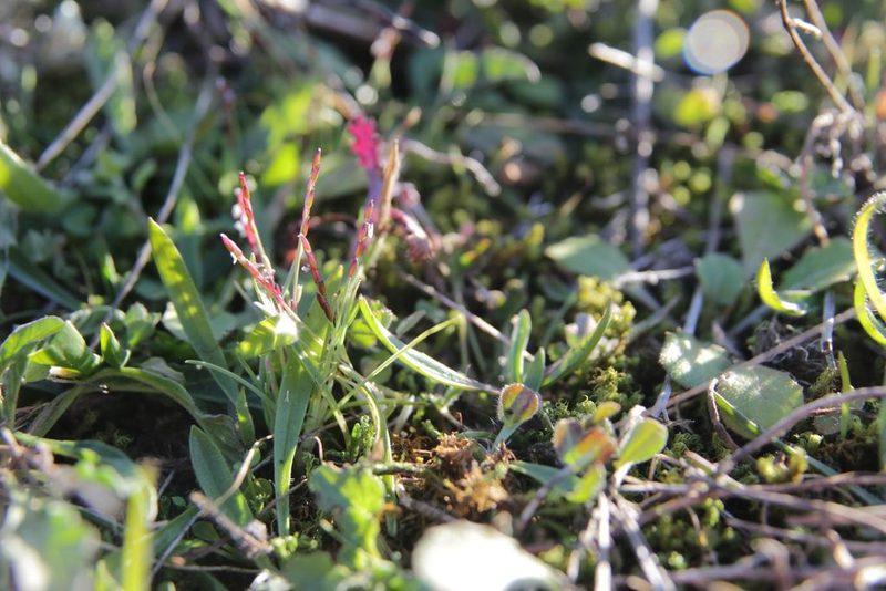Mibora minima, photographed by Olivier Argagnon