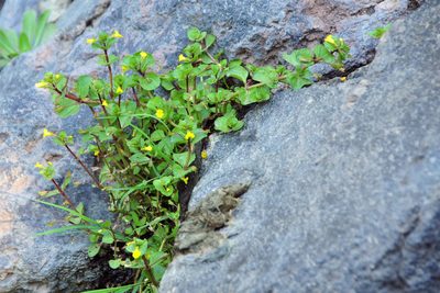 Erythranthe geyeri, photographed by Tom Kennedy