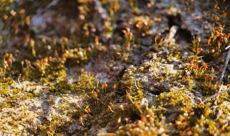 Pottiopsis caespitosa, photographed by Jonathan Hughes