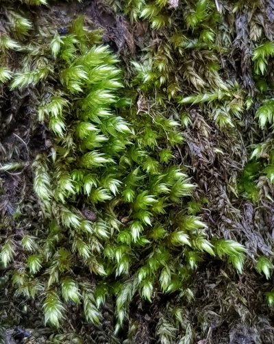 Sciuro-hypnum plumosum, photographed by Helen Waterman
