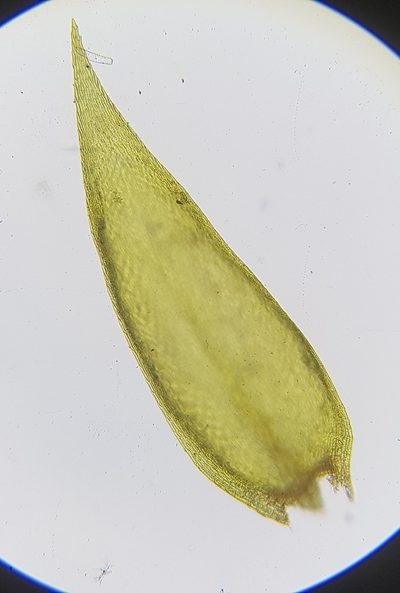 Sciuro-hypnum plumosum, photographed by Helen Waterman